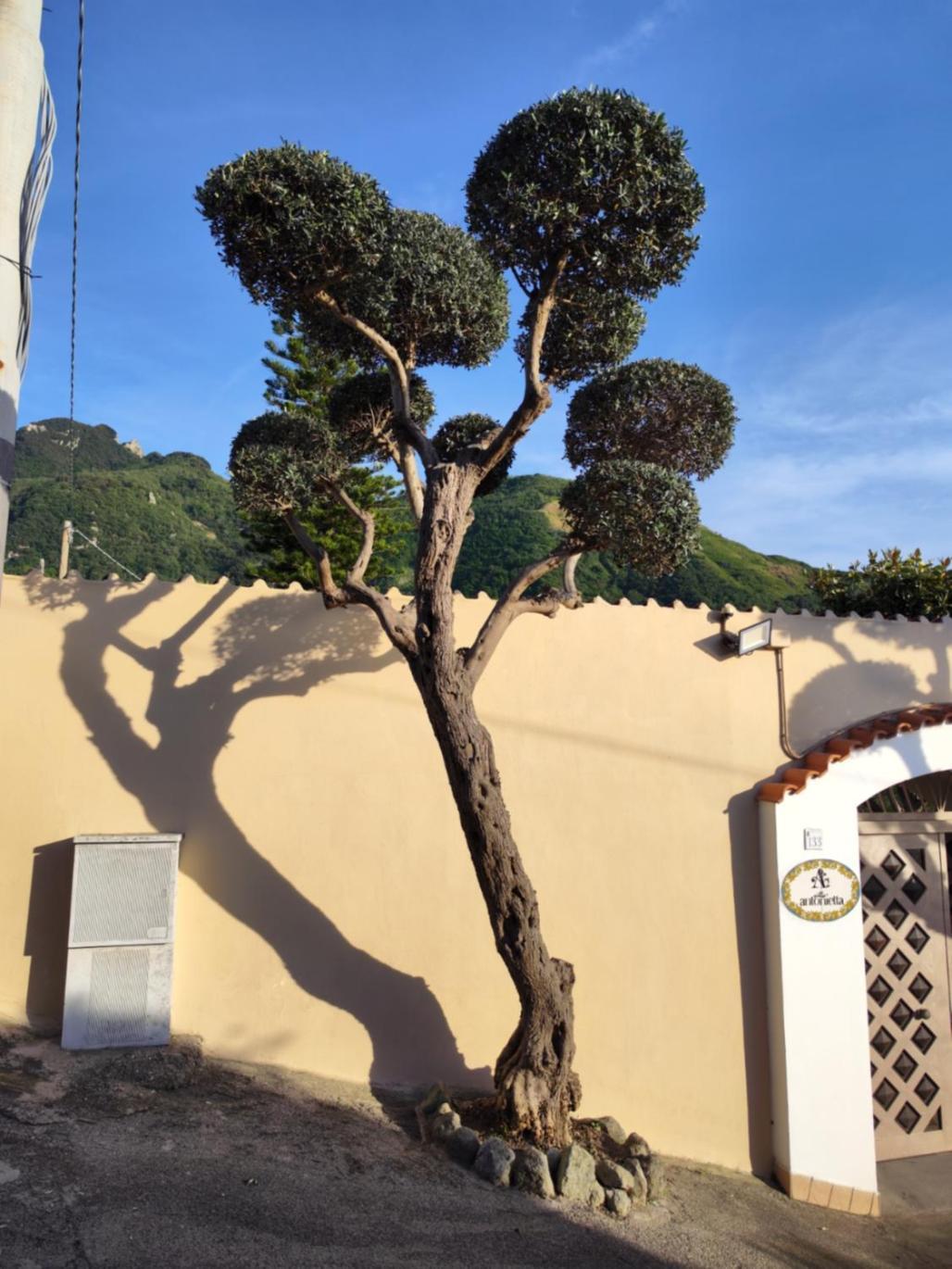 Villa Antonietta איסקיה מראה חיצוני תמונה